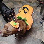 Drama joined the competition — help win amazing prizes! animal, black_dog, brown_dog, costume, curious, cute, dog, domestic, floor, friendship, fun, headwear, holiday, indoor, interaction, pet, playful, pumpkin, sniffing, tile