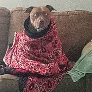 Drama joined the competition — help win amazing prizes! dog, blanket, couch, indoor, pet, brown, red, patterned, seated, furniture, wrapped, cozy, animal, canine, domestic, fur, ears, snout, sitting, relaxed