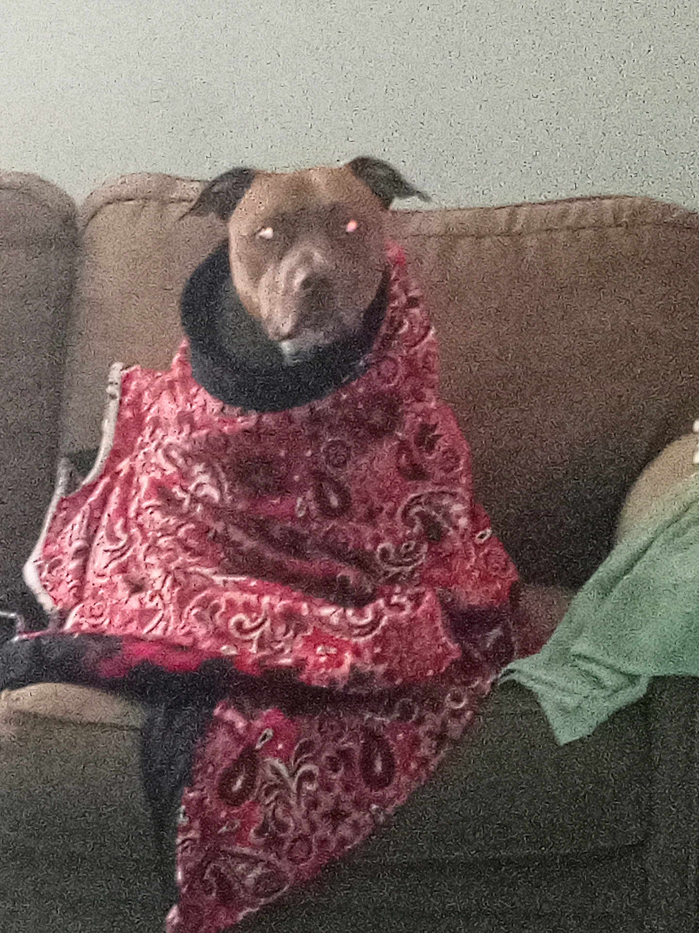 Drama joined the competition — help win amazing prizes! dog, blanket, couch, indoor, pet, brown, red, patterned, seated, furniture, wrapped, cozy, animal, canine, domestic, fur, ears, snout, sitting, relaxed