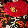 animal, blanket, brown_dog, carpet, cozy, decor, dog, fur, furniture, home, indoor, patterned_carpet, peeking, pet, red, red_wing_shoes, resting, sign, snuggled, toy_car