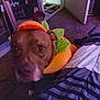 Drama is registered to the contest to win money with this photo: animal, autumn, bed, bedding, brown_dog, carpet, costume, cute, dog, festive, floor, furniture, halloween, indoor, mirror, pet, pumpkin, reflection, room, striped