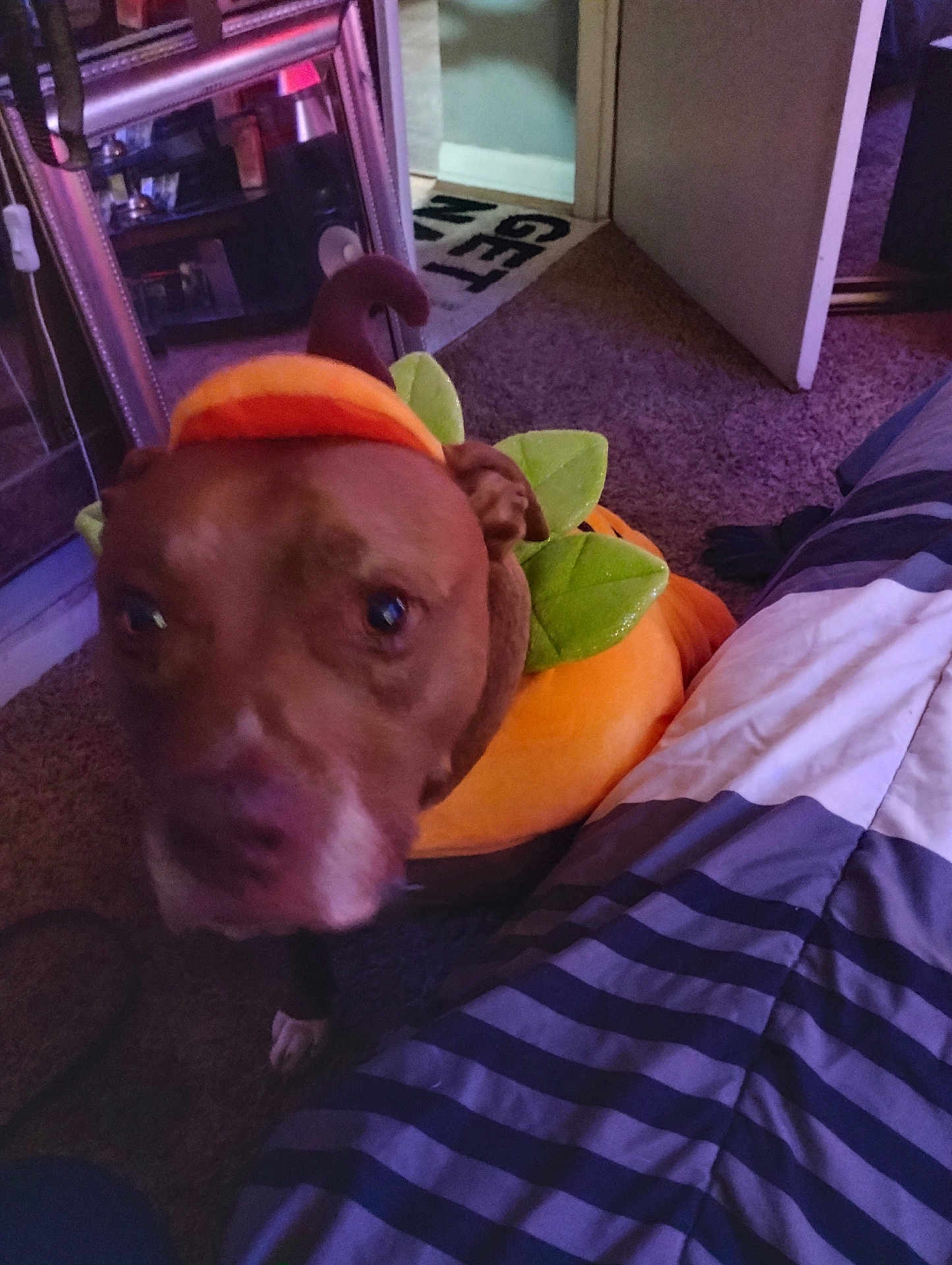 Drama is registered to the contest to win money with this photo: animal, autumn, bed, bedding, brown_dog, carpet, costume, cute, dog, festive, floor, furniture, halloween, indoor, mirror, pet, pumpkin, reflection, room, striped
