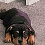 Mac is registered to the contest to win money with this photo: puppy, rottweiler, dog, carpet, floor, lying_down, pet, young, cute, indoor, animal, canine, mammal, paws, ears, black, brown, fur, resting, looking