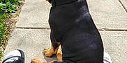 Mac is registered to the contest to win money with this photo: dog, puppy, sidewalk, grass, black, tan, collar, socks, sandals, outdoor, sunlight, pet, canine, sitting, pavement, leisure, shoes, shadow, young_dog, animal