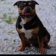 Mac is registered to the contest to win money with this photo: animal, black_fur, brown_fur, canine, cute, dog, ears, fur, gravel, happy, mammal, nature, outdoor, paw, pet, portrait, sitting, snout, tongue_out, white_fur