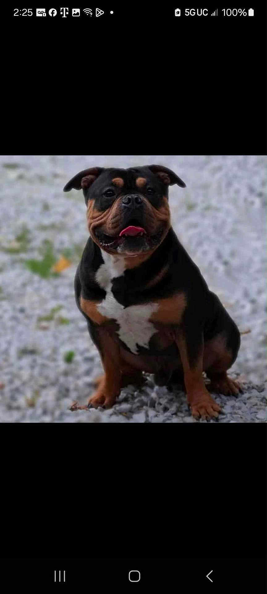 Mac is registered to the contest to win money with this photo: animal, black_fur, brown_fur, canine, cute, dog, ears, fur, gravel, happy, mammal, nature, outdoor, paw, pet, portrait, sitting, snout, tongue_out, white_fur