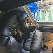 Mac is registered to the contest to win money with this photo: dog, black_leather_couch, window, blue_chair, carpet, lamp, curtain, indoor, pet, relaxing, daylight, home, furniture, animal, resting, paw, snout, side_view, cozy, quiet