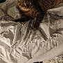 cat, tabby, bed, blanket, white_bedding, indoor, pet, fur, animal, resting, domestic_cat, cute, whiskers, ears, paws, striped, comfort, relaxation, sleepy, feline