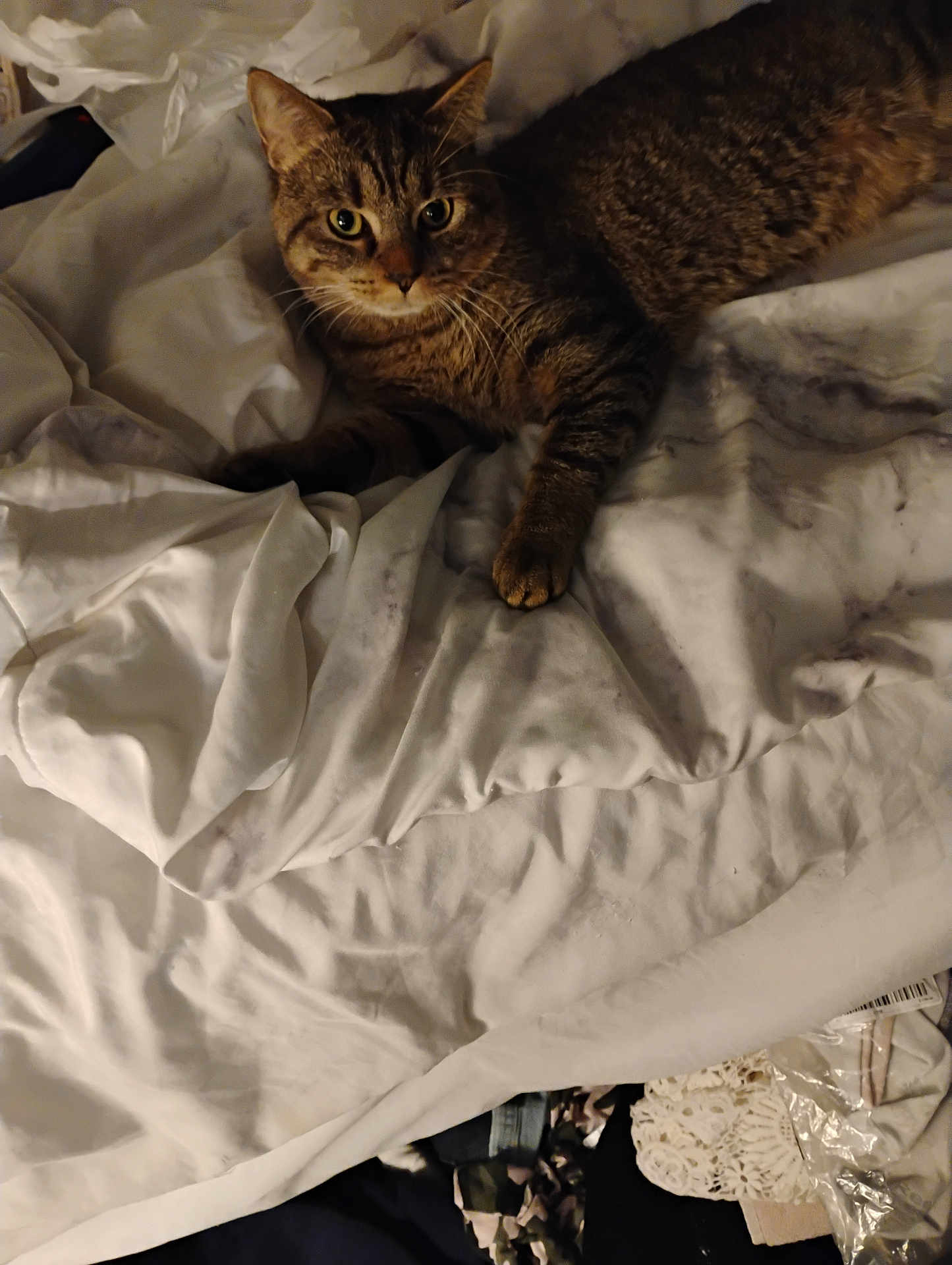 Rascal