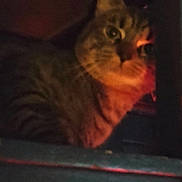 Rascal joined the competition — help win amazing prizes! cat, tabby, animal, pet, indoor, dark, shadow, cozy, feline, mysterious, warm_light, closeup, face, whiskers, ears, cute, fur, portrait, low_light, blurry