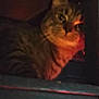 cat, tabby, animal, pet, indoor, dark, shadow, cozy, feline, mysterious, warm_light, closeup, face, whiskers, ears, cute, fur, portrait, low_light, blurry