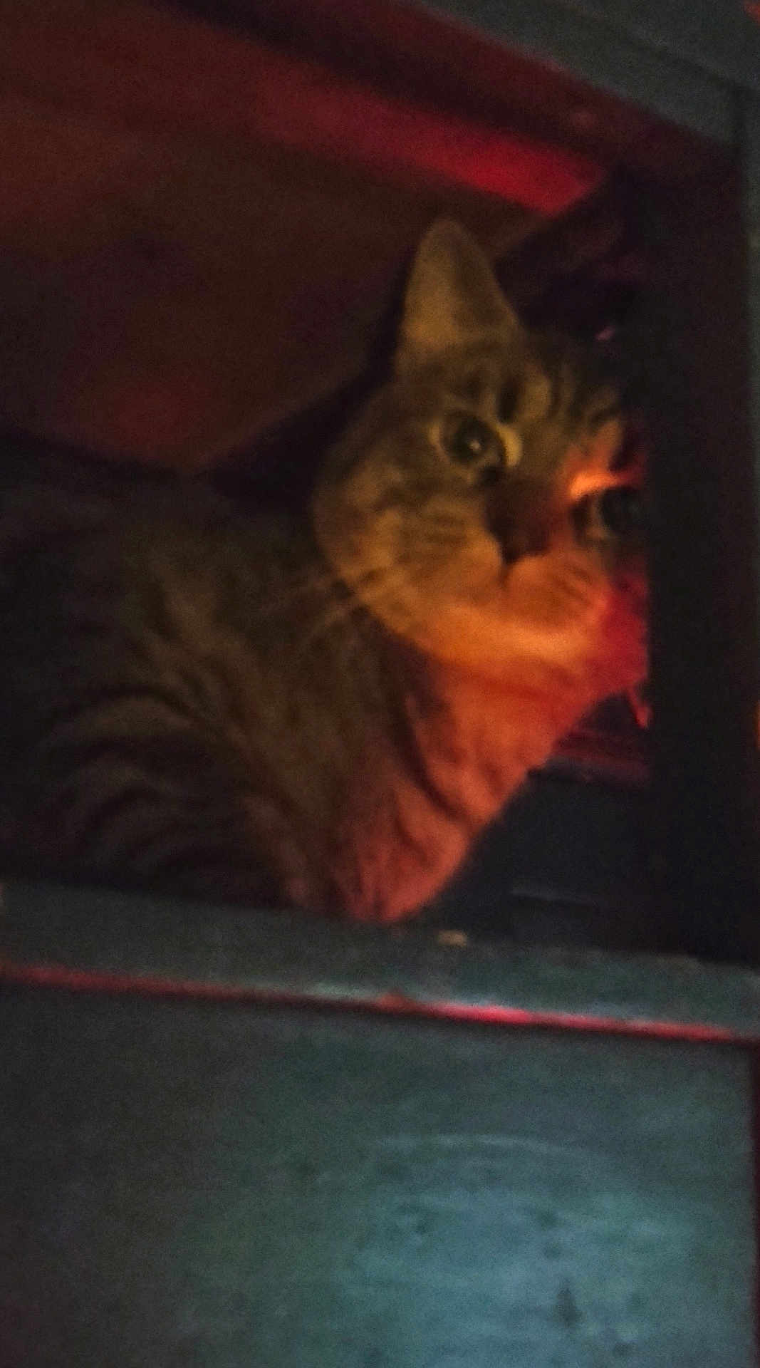 Rascal