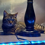 Rascal is registered to the contest to win money with this photo: cat, tabby_cat, lamp, blue_light, indoor, relaxed, strip_light, feline, pet, animal, resting, cozy, household, black_lamp, whiskers, ears, floor, cord, lighting, shadow