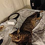 cat, tabby, bed, blanket, clock, takeout_container, furniture, indoor, animal, pet, fur, striped, resting, curious, domestic, cozy, relaxed, eyes, whiskers, paws