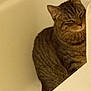 cat, tabby, bathtub, relaxed, fur, whiskers, indoor, pet, animal, striped, sleepy, cozy, domestic, feline, quiet, resting, curled_up, close_up, side_view, bathroom