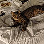 cat, tabby, bed, blanket, white, clock, plate, takeout_container, indoor, furniture, sleepy, curious, fur, pet, domestic_animal, resting, cozy, room, household, casual