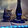 cat, tabby_cat, lamp, led_lights, indoor, feline, striped, resting, cozy, soft_surface, black_lamp, blue_light, pet, animal, relaxed, domestic, whiskers, ears, fur, household