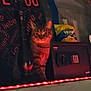 Rascal joined the competition — help win amazing prizes! cat, tabby_cat, safe, bag, snacks, red_led_light, dim_lighting, indoor, shelf, furniture, strip_light, pet, animal, cozy, dark, blurred, home, quiet, still_life, mysterious