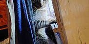 Rascal joined the competition — help win amazing prizes! animal, cat, cozy, curious, curtain, eye, feline, fur, home, indoor, light, paw, peek, pet, quiet, resting, shadow, tabby, whiskers, window