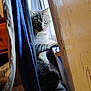 animal, cat, cozy, curious, curtain, eye, feline, fur, home, indoor, light, paw, peek, pet, quiet, resting, shadow, tabby, whiskers, window