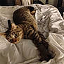 cat, tabby, indoor, bed, blanket, comforter, feline, fur, stretching, relaxed, curious, sleepy, whiskers, clutter, room, domestic, pet, cozy, resting, soft_light