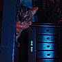 Rascal is registered to the contest to win money with this photo: cat, furniture, drawer, wood, indoor, animal, curious, peeking, dark, shadow, moody_lighting, blue_light, red_light, pet, whiskers, ears, face, close_up, mystery, hidden