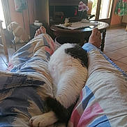 Maya participe au concours pour gagner de l'argent avec cette photo : cat, coffee_table, couch, cozy, decor, door, feline, flower, home, indoor, legs, living_room, pants, person, plant, relaxation, resting, television, tile_floor, window