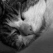 Suzette participe au concours pour gagner de l'argent avec cette photo : cat, sleeping, close_up, black_and_white, fur, whiskers, nose, peaceful, cozy, pet, animal, relaxation, portrait, soft, texture, indoor, calm, mammal, cute, resting