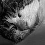 cat, sleeping, close_up, black_and_white, fur, whiskers, nose, peaceful, cozy, pet, animal, relaxation, portrait, soft, texture, indoor, calm, mammal, cute, resting