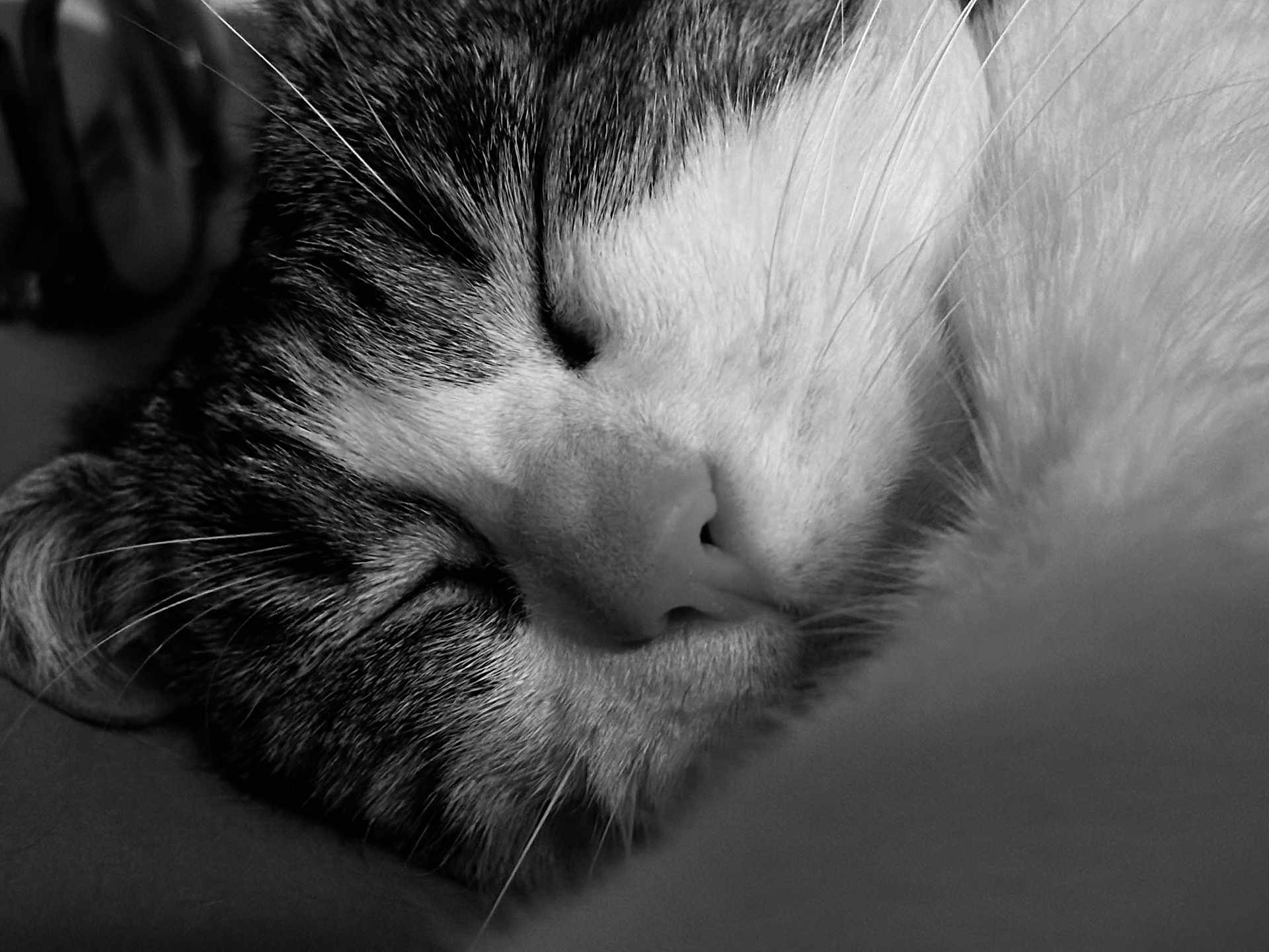 Suzette participe au concours pour gagner de l'argent avec cette photo : cat, sleeping, close_up, black_and_white, fur, whiskers, nose, peaceful, cozy, pet, animal, relaxation, portrait, soft, texture, indoor, calm, mammal, cute, resting