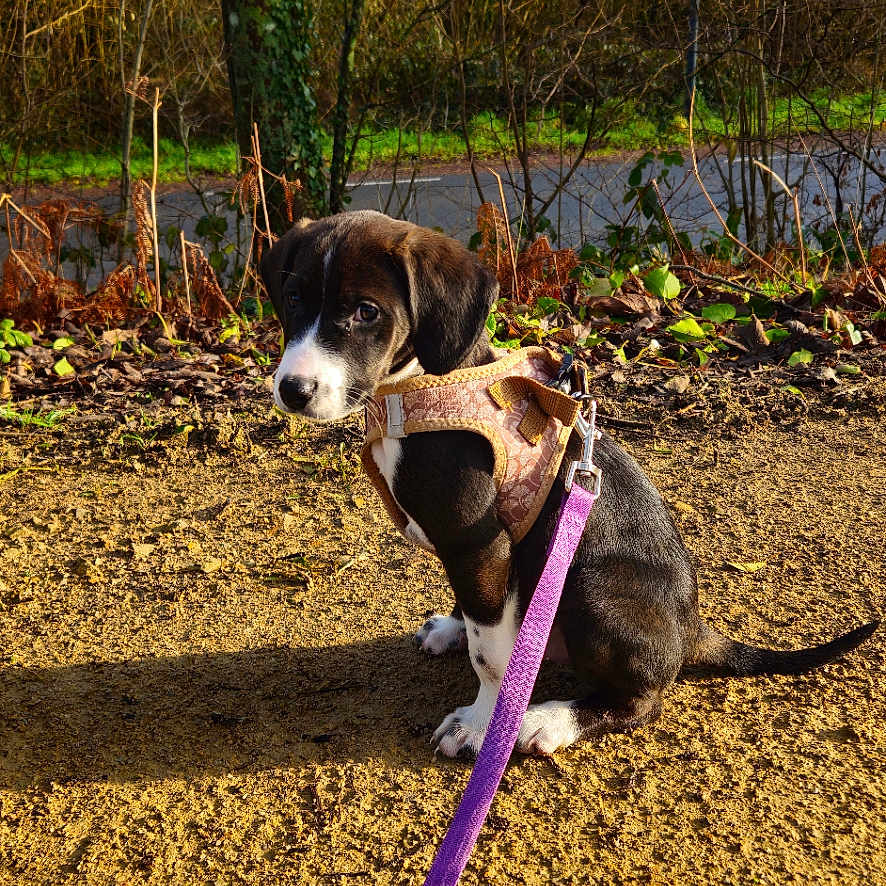 Vaïka a rejoint le concours — aidez-le/la à gagner de superbes lots ! accessories, animal, beagle, canine, dog, grove, hound, land, leash, nature, outdoors, pet, plant, puppy, soil, strap, tree, treetrunk, vegetation, woodland