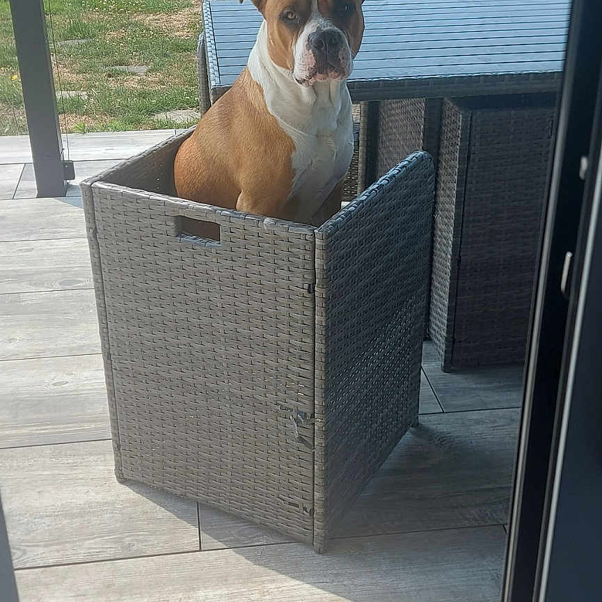 Snow participe au concours pour gagner de l'argent avec cette photo : animal, backyard, brown_dog, chair, curious, daylight, dog, fence, garden, grass, house, outdoor, patio, pet, summer, sunlight, table, white_dog, wicker_basket, wooden_floor