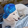 blue_cap, canine, cap, casual, dog, fur, moss, outdoor, paw, pet, relaxed, resting, shoe, smiling, sneaker, stone_wall, summer, sunlight, tarp, white_dog