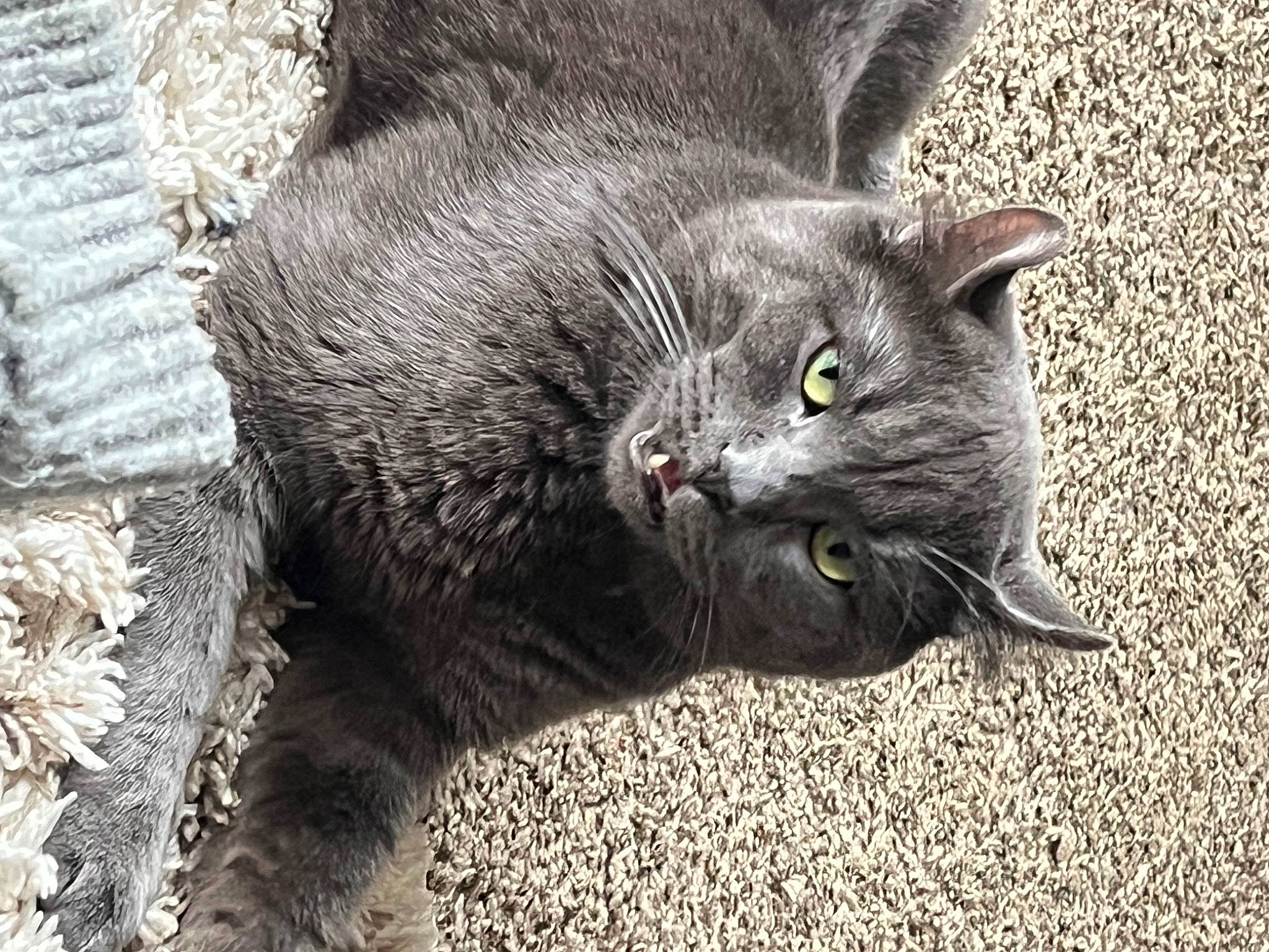 Batman joined the competition — help win amazing prizes! black_cat, carnivore, cat, claw, domestic_short_haired_cat, felidae, fur, grass, grey, paw, russian_blue, small_to_medium_sized_cats, snout, tail, terrestrial_animal, whiskers