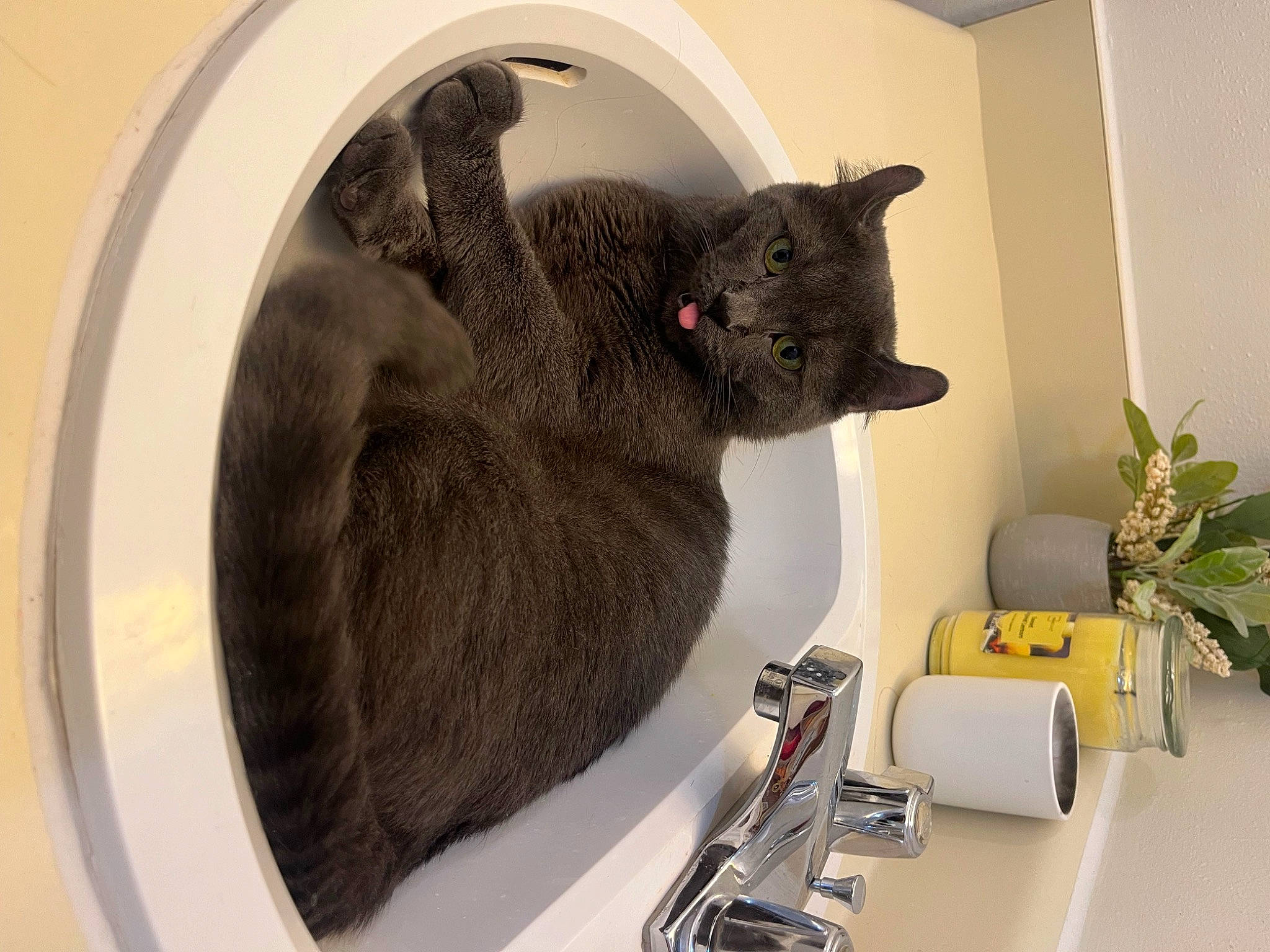 Batman is registered to the contest to win money with this photo: art, carnivore, cat, cat_supply, comfort, domestic_short_haired_cat, fawn, felidae, flowerpot, fur, grey, houseplant, office_supplies, pet_supply, plant, room, shelf, small_to_medium_sized_cats, tail, whiskers