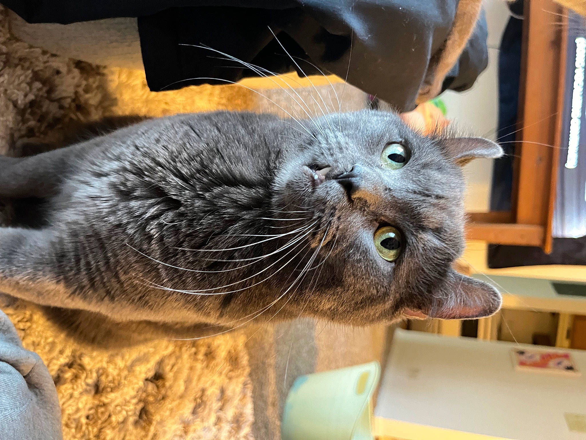 Batman is registered to the contest to win money with this photo: black_cat, carnivore, cat, chartreux, claw, comfort, domestic_short_haired_cat, fawn, felidae, fur, korat, russian_blue, small_to_medium_sized_cats, snout, terrestrial_animal, whiskers