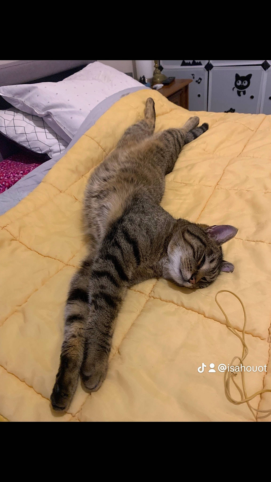 Zouzou a rejoint le concours — aidez-le/la à gagner de superbes lots ! bed, carnivore, cat, claw, comfort, domestic_short_haired_cat, felidae, floor, flooring, foot, fur, grey, hardwood, mammal, paw, small_to_medium_sized_cats, snout, tail, whiskers, wood