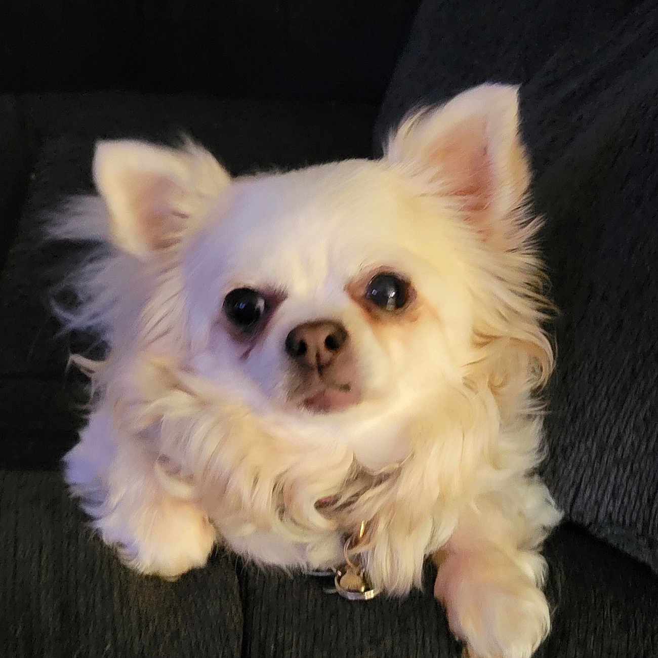 Bella Rose
