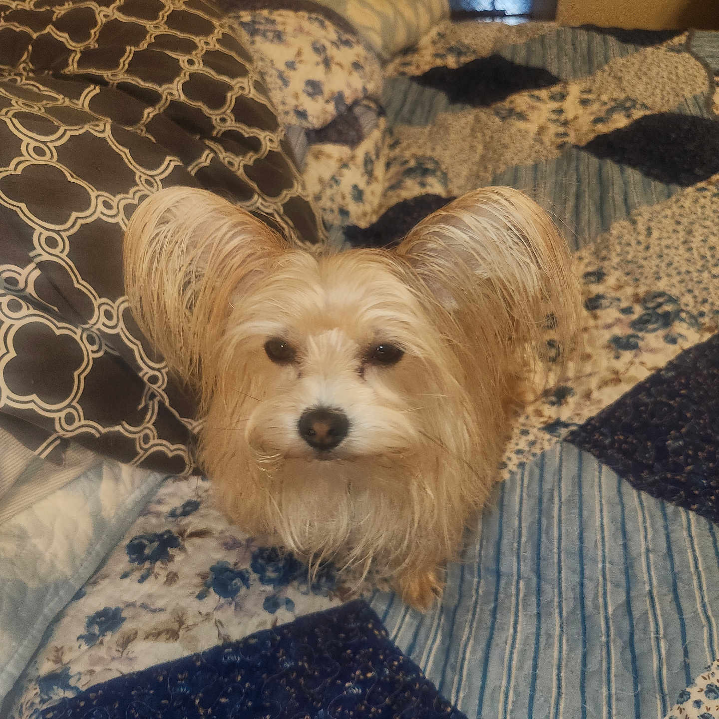 Miles joined the competition — help win amazing prizes! animal, bed, bedroom, canine, cockerspaniel, couch, cushion, dog, furniture, homedecor, indoors, interiordesign, linen, pet, poodle, puppy, quilt, room, slate, terrier