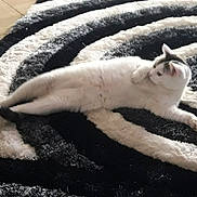 Mimine a rejoint le concours — aidez-le/la à gagner de superbes lots ! aegean_cat, cat, cat_like_mammal, domestic_short_haired_cat, kitten, paw, small_to_medium_sized_cats, tail, whiskers