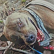 Bree joined the competition — help win amazing prizes! animal, bandana, brown_fur, canine, closeup, collar, dirt, dog, ears, expression, grass, happy, muddy_ground, nature, outdoor, pet, playful, snout, teeth, tongue