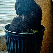 Willie joined the competition — help win amazing prizes! black_cat, cat, plant_pot, indoor, window, blinds, table, plate, decor, feline, pet, animal, domestic, cozy, natural_light, side_view, quiet, curious, soft_light, still_life