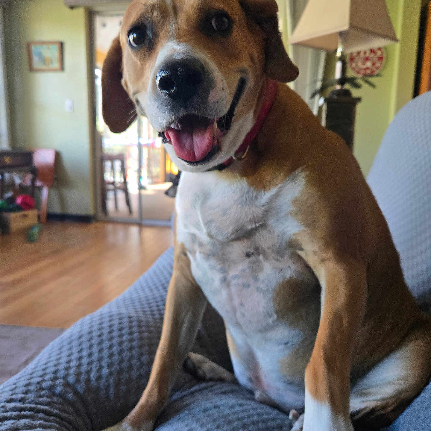 Buddy is registered to the contest to win money with this photo: dog, pet, smiling, indoor, living_room, couch, brown_and_white, canine, happy, seated, tongue_out, collar, furniture, lamp, wooden_floor, home_interior, window, door, relaxed, domestic_animal