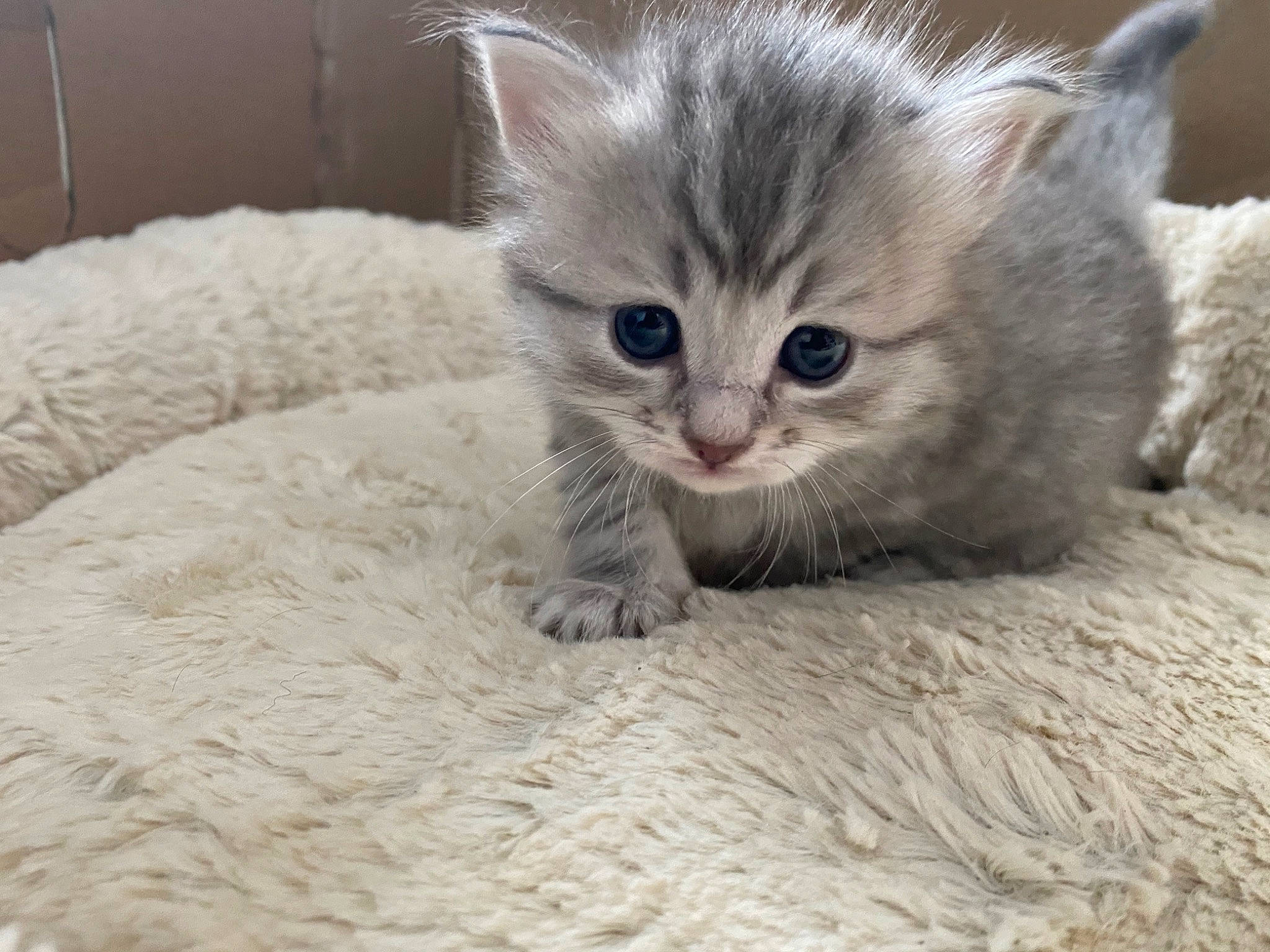 Bogota participe au concours pour gagner de l'argent avec cette photo : asian, asian_semi_longhair, australian_mist, british_semi_longhair, burmilla, carnivore, cat, domestic_short_haired_cat, european_shorthair, eye, felidae, kitten, mammal, munchkin, ragamuffin, ragdoll, siberian, small_to_medium_sized_cats, vertebrate, whiskers