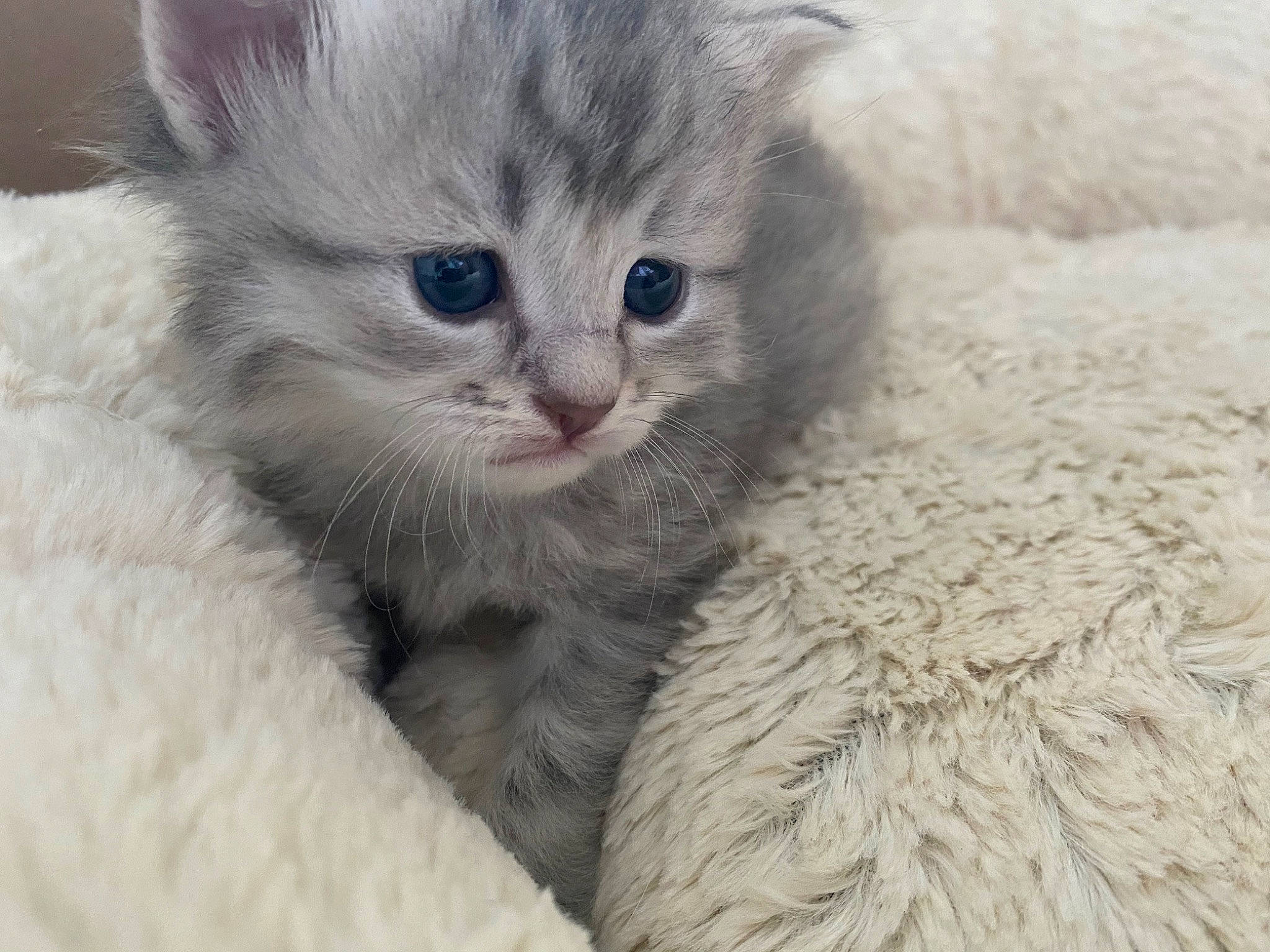 Bogota participe au concours pour gagner de l'argent avec cette photo : asian, asian_semi_longhair, british_longhair, british_semi_longhair, burmilla, carnivore, cat, domestic_long_haired_cat, eye, felidae, fur, kitten, mammal, munchkin, ragamuffin, ragdoll, siberian, small_to_medium_sized_cats, vertebrate, whiskers