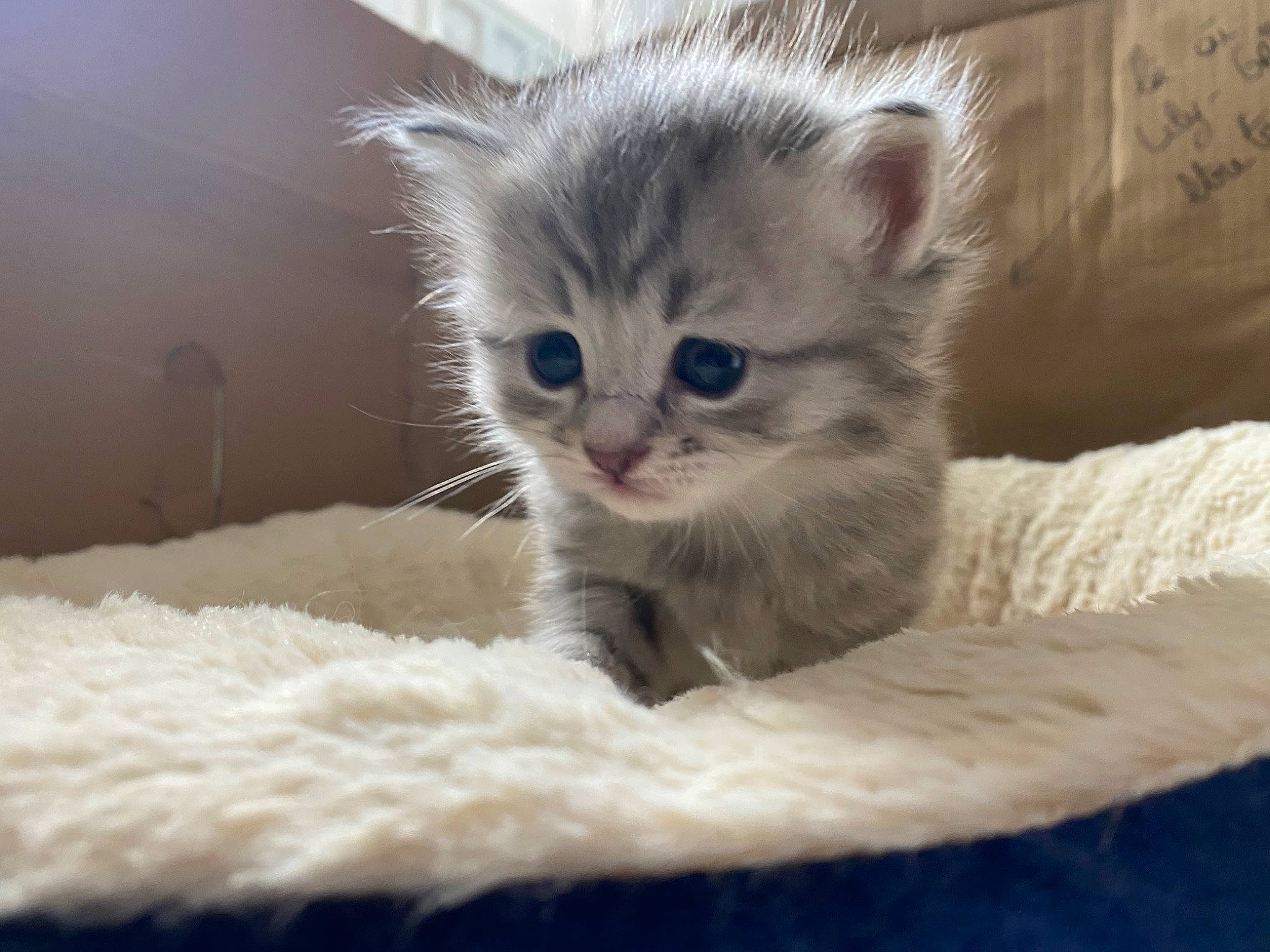 Bogota a rejoint le concours — aidez-le/la à gagner de superbes lots ! american_curl, asian, australian_mist, british_semi_longhair, burmilla, carnivore, cat, domestic_short_haired_cat, european_shorthair, eye, fawn, felidae, fur, kitten, mammal, munchkin, small_to_medium_sized_cats, tabby_cat, vertebrate, whiskers