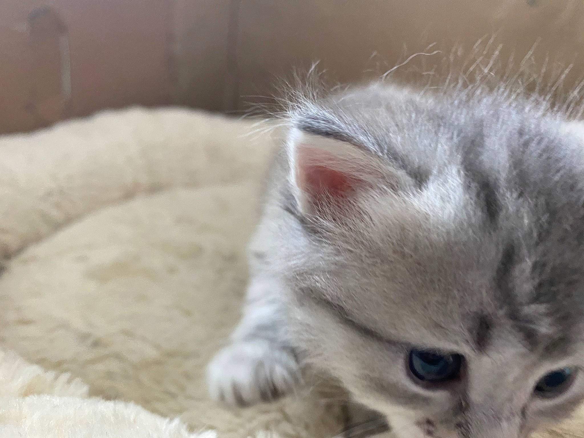 Bogota a rejoint le concours — aidez-le/la à gagner de superbes lots ! american_curl, asian, british_longhair, british_semi_longhair, burmilla, carnivore, cat, ear, eye, felidae, fur, kitten, mammal, munchkin, polydactyl_cat, ragamuffin, ragdoll, siberian, small_to_medium_sized_cats, whiskers