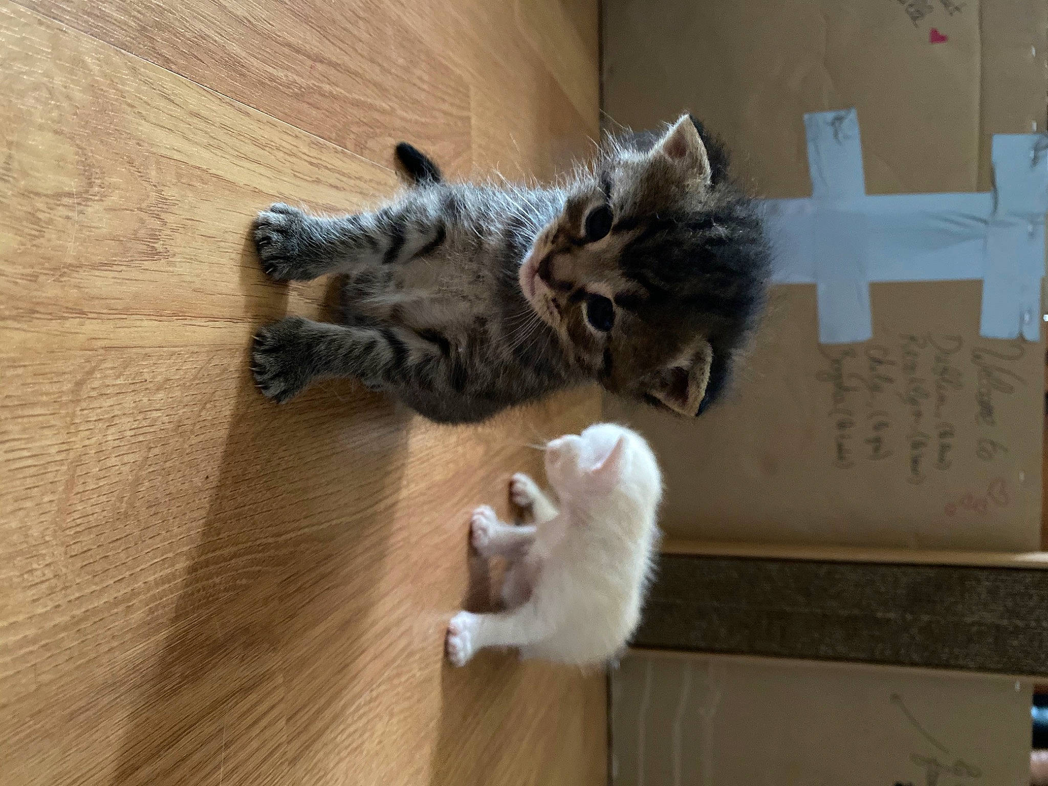 Brooklyn participe au concours pour gagner de l'argent avec cette photo : american_curl, american_shorthair, asian, carnivore, cat, domestic_short_haired_cat, dragon_li, european_shorthair, fawn, felidae, fur, kitten, mammal, norwegian_forest_cat, paw, polydactyl_cat, small_to_medium_sized_cats, tabby_cat, whiskers, wood