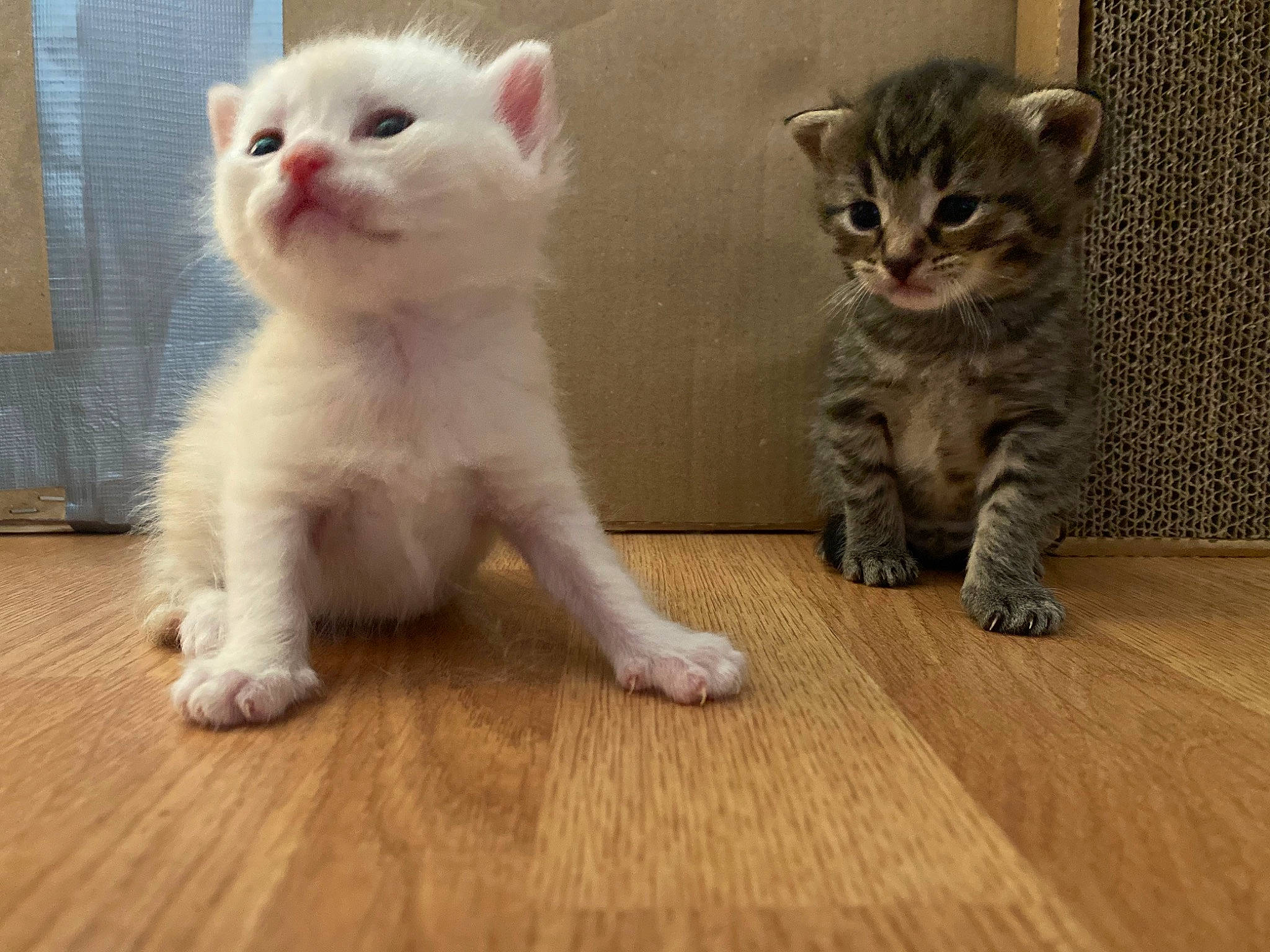Brooklyn participe au concours pour gagner de l'argent avec cette photo : american_curl, american_wirehair, arabian_mau, asian, carnivore, cat, domestic_short_haired_cat, european_shorthair, eye, felidae, kitten, mammal, munchkin, paw, polydactyl_cat, scottish_fold, skin, small_to_medium_sized_cats, vertebrate, whiskers