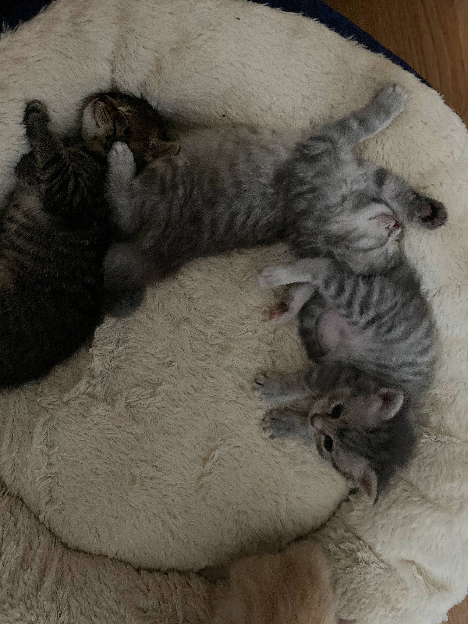 Brooklyn a rejoint le concours — aidez-le/la à gagner de superbes lots ! british_longhair, carnivore, cat, claw, dragon_li, egyptian_mau, european_shorthair, felidae, fur, kitten, nap, nebelung, paw, pixie_bob, polydactyl_cat, sleep, small_to_medium_sized_cats, whiskers